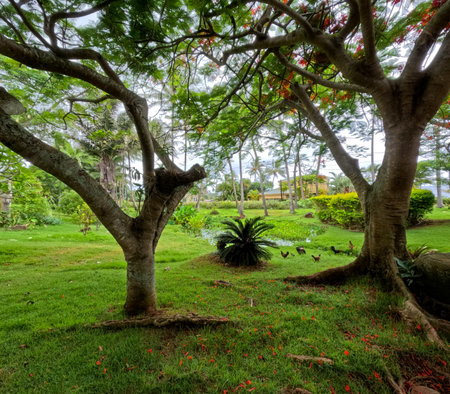In the Botanical Garden in Kauai, Hawaiiの写真素材