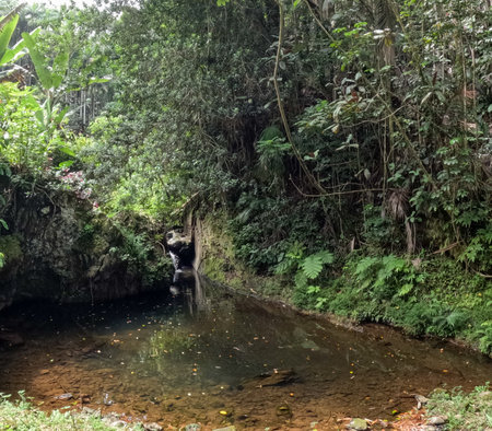 Pond in the jungle located in Hawaii Tropical Botanical Garden on the Big Island of Hawaii, USAの写真素材