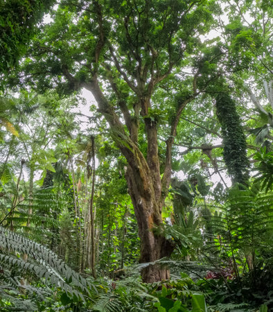 On the Big Island of Hawaii, tucked sway in the tropical forest on the Hilo side of the island is a lush botanical garden down a picturesque street. The flora, waterfalls and ocean views make it a mustの写真素材