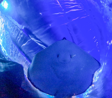 Manta ray swimming
