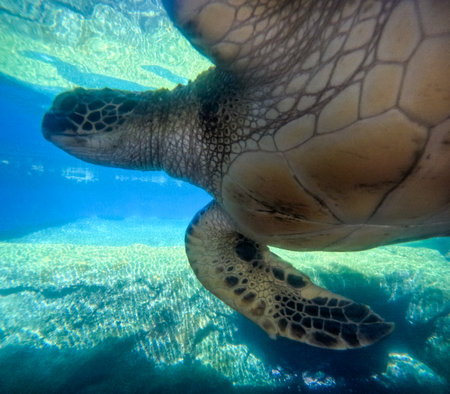 Green sea turtle swimming peacefully in Maui Ocean Center, Hawaii, USA.の写真素材