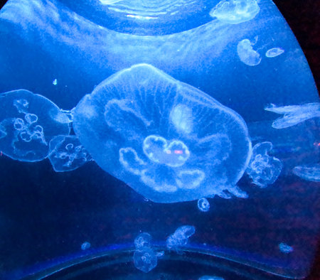 Tropical Jellyfish Phyllorhiza punctata white-spotted jellyfish aka floating bell, Hawaiiの写真素材