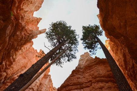 View through Scenery in Zion National Park, Utah, USA from the trail to Angel's landingの写真素材