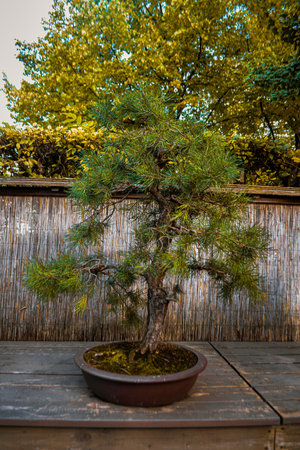 Miniature bonsai tree in a garden exhibitionの写真素材
