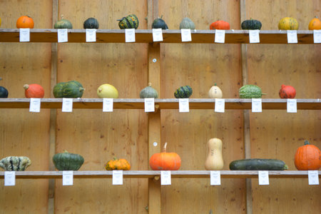 Ludwigsburg, Germany - September 17, 2025: All sorts, colors and shapes at the traditional Pumpkin Festivalの写真素材