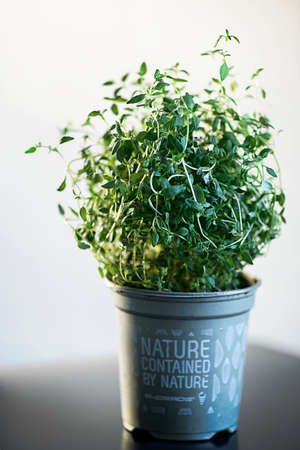 thymeの写真素材