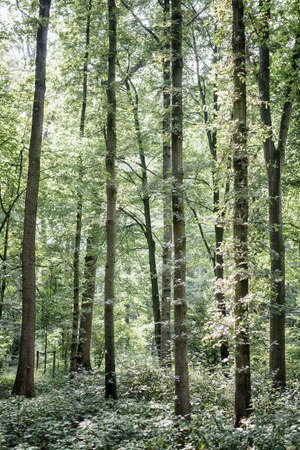Trees in a forest