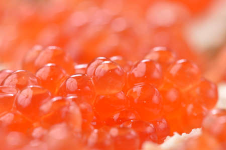 Caviar Red caviar. Gourmet food close up appetizer.の写真素材