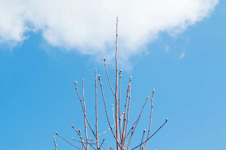 tree without leaves with blue sky and clouds.の写真素材