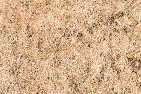 hay or dry grass on the lawn. background.の写真素材