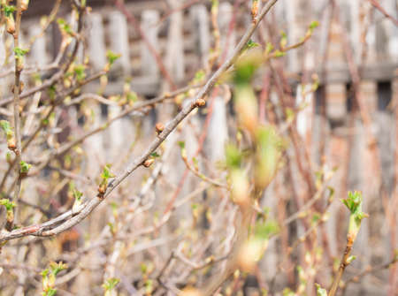 Currant twig with young leaves. Selective focus.の写真素材