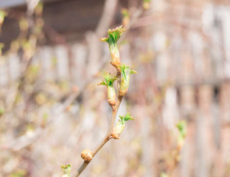 Currant twig with young leaves. Selective focus.の写真素材