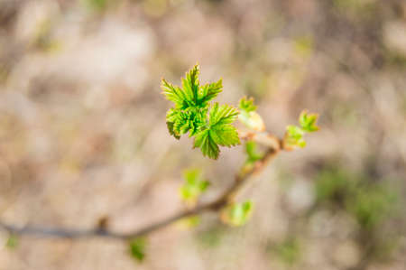 Currant twig with young leaves. Selective focus.