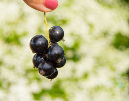 Woman holding a bunch of currant berries, blurred background, space for your text.の写真素材