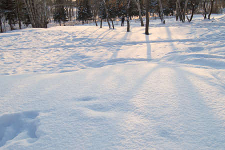 Sparkling fresh snow in winter Park Sunny dayの写真素材