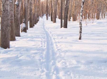 Ski track on snow in winter Park for sportsの写真素材