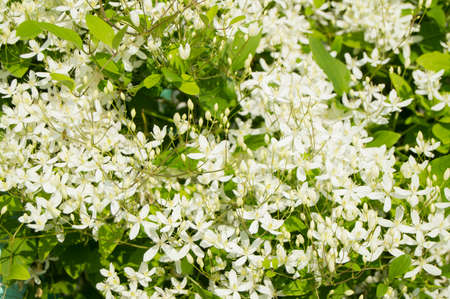 Beautiful white clematis, known as Clematis vitalbaの写真素材