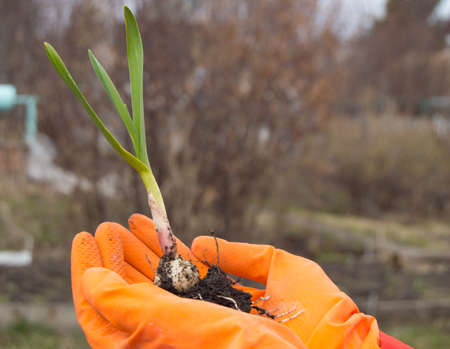 The womans hands in rubber gloves planting plant garlic. The concept of labor day and world...
