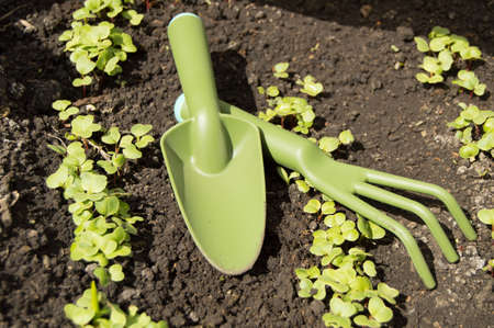 shovel and gradle - garden tools vegetable garden in the young sprouts of radish.の写真素材