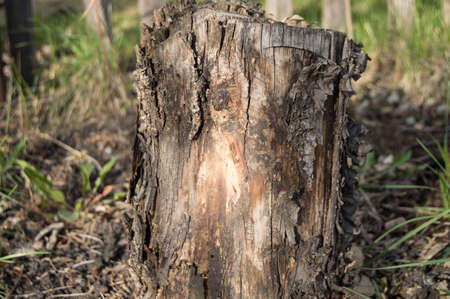 dark old rotten tree stump in the forest gardenの写真素材