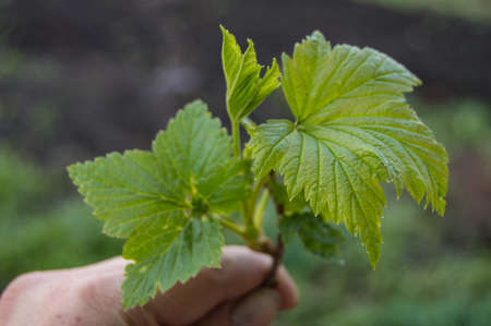 Female hand holding a young plant of black currant, selective focus, concept of world environment...