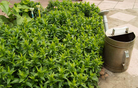 The old lake is near the beautiful green of the flower beds in the summer garden.の写真素材