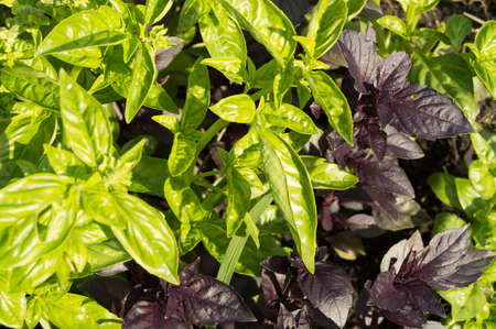 Fresh leaves of green and purple Basil growing in the garden.
