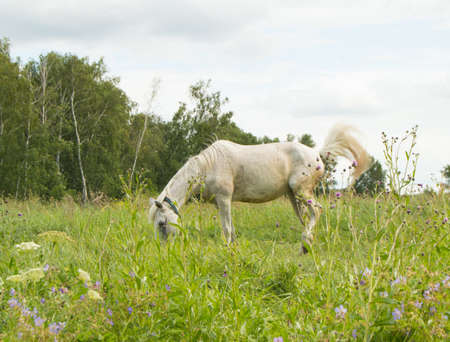 White horse grazing on a green summer pasture in the village.の写真素材