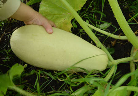The hand of a child breaks the zucchini from the gardenの写真素材