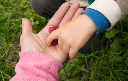 The child takes ripe raspberries from my mother's hands, the concept of a happy family and care.