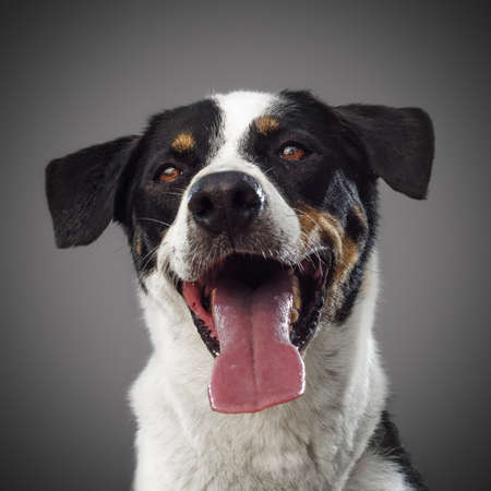 cute funny dog is the symbol of 2018, stuck out his tongue and smiles, posing on grey background