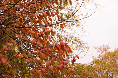 beautiful multi-colored trees and the background in the city autumn Park.