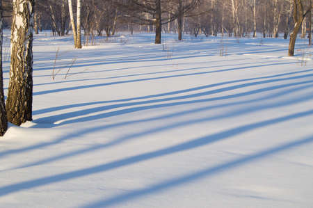 Beautiful landscape in winter Park, the woods. Shadows of trees on snow, copy space.の写真素材