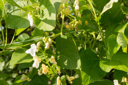 White flowers young beans on curly stems, copy space, background.