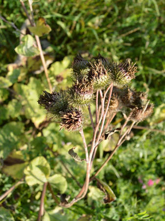 The dry thorns of thistles, burdock, Thistle in the summer in the woods.の写真素材