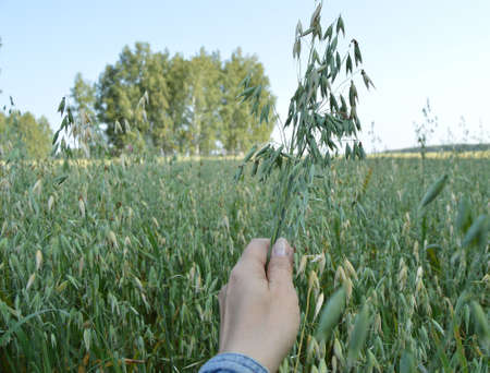 Female hand holding ears of oats on the field.の写真素材