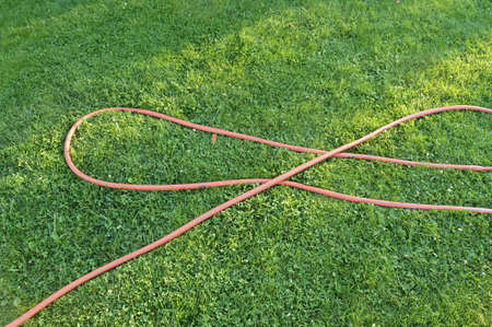 Lawn with green grass and a rubber hose for watering the garden.