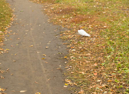 Ringed white dove sitting on the grass in autumn Park.の写真素材