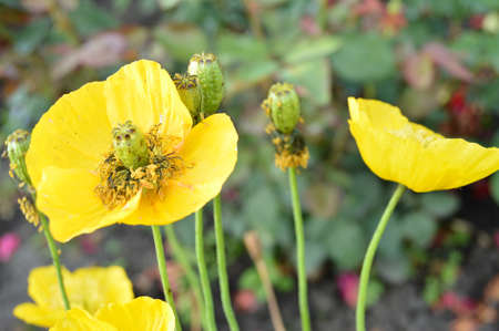 Beautiful bright yellow poppy in the garden, buds and seeds.の写真素材