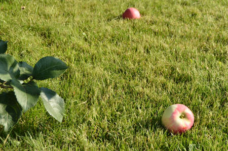 Juicy fresh apples lying on the grass close-up summer garden, the concept of agriculture.の写真素材