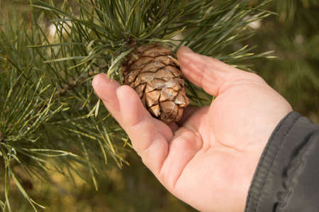 Men hand tear the cone of a pine, pine with green pine branches of the tree the concept of...