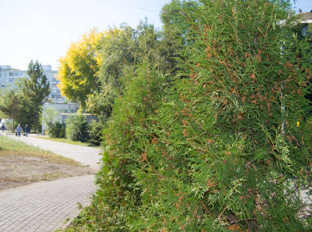 The Thuja tree grows in the city Park along the tracks.の写真素材