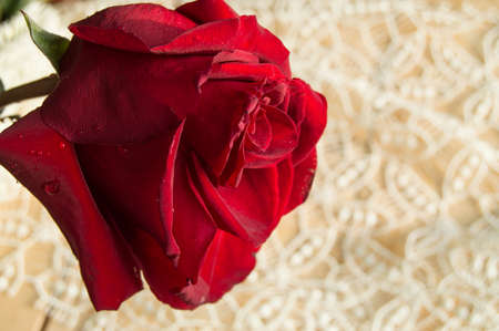 One red rose on a lace background, Valentines Day background, wedding dayの写真素材
