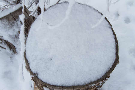 Old stump covered in snow in winter forest, Park, top viewの写真素材