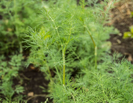 Fresh young green dill growing in the garden, selective focus