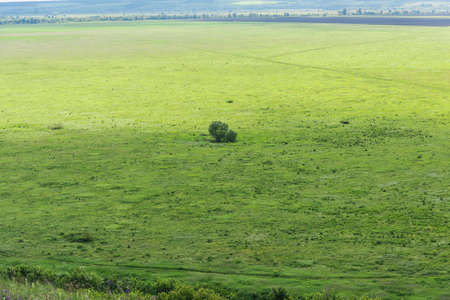 Beautiful background of a lonely Bush or tree on a green meadow, horizon line and sky with cloudsの写真素材