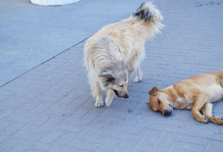 Two hungry stray dogs on the street in the cityの写真素材