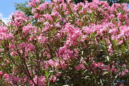Pink Oleander Nerium shrub grows in the tropical garden