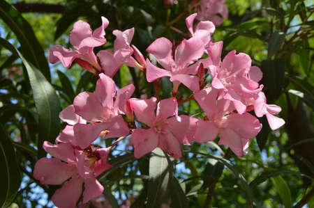 Pink Oleander Nerium shrub grows in the tropical garden