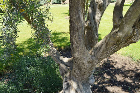 Large trunk of an old olive tree in the spring Park